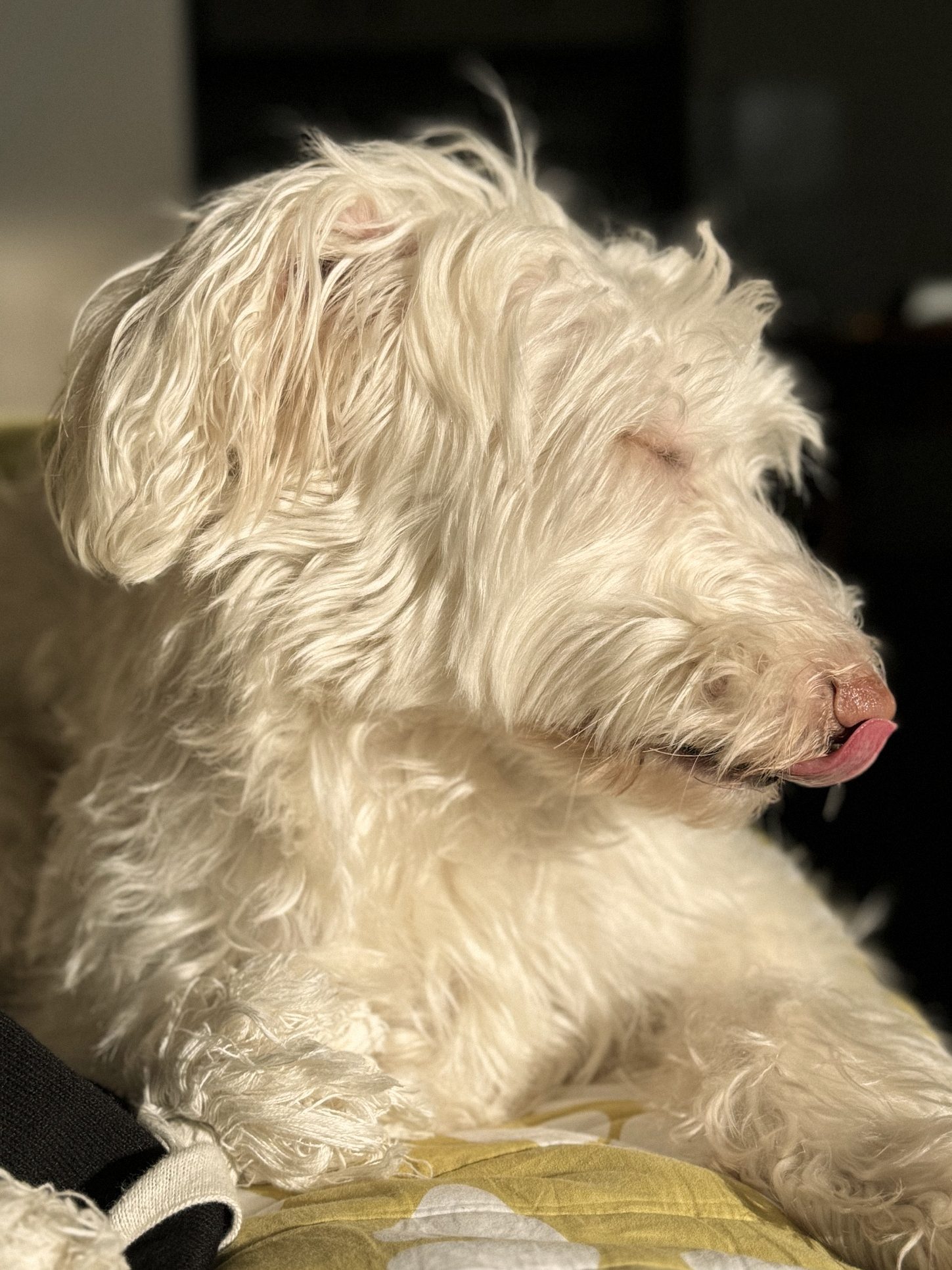 A white dog resting in the sun with eyes closed